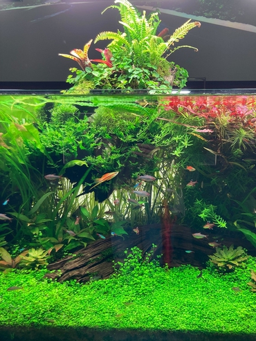 ネイチャーアクアリウム展 2022 大阪4.jpg